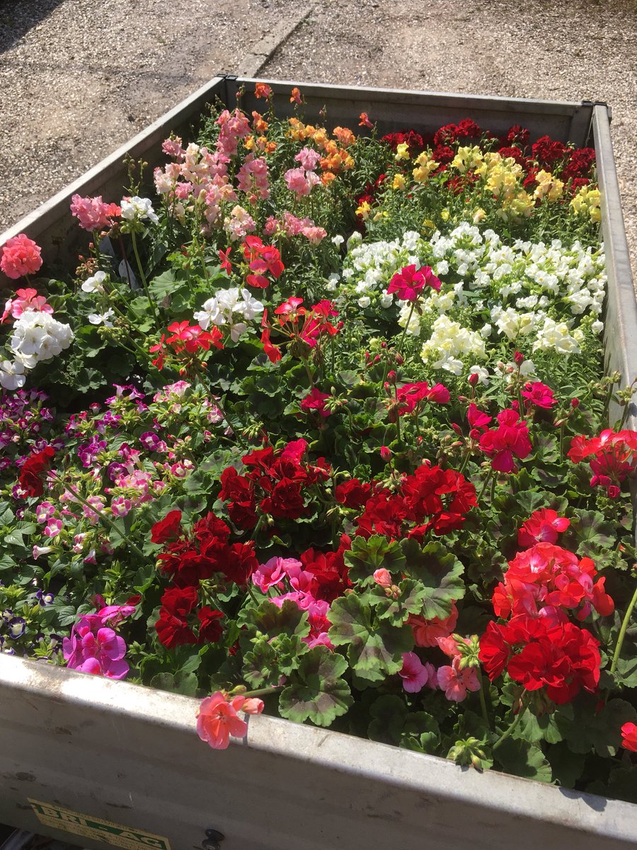 AnitaLBates's tweet photo. Wow thank you @Barnsfold! And these aren’t all the plants we’ll have for sale in aid of @PerennialGRBS at the Jim Buttress event in Loxwood tomorrow #goingbackformore @lauramgarnett! https://t.co/ptq1NTqcV2 https://t.co/euHQFB4flX