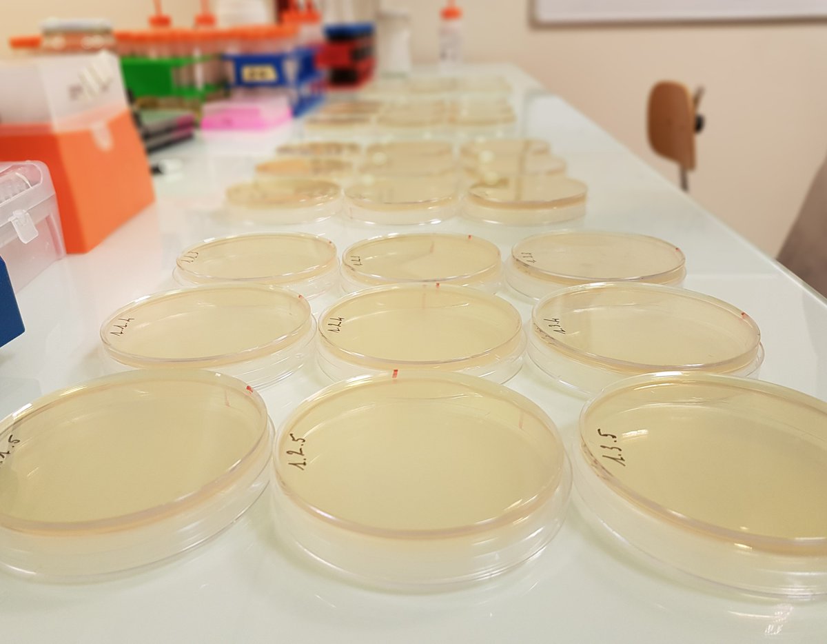 iGEM_Mtp's tweet image. Today was the last #Interlab day ! 
It was the end of a good experience that permitted us to learn more about our host lab ! 
#iGEM #iGEM2018