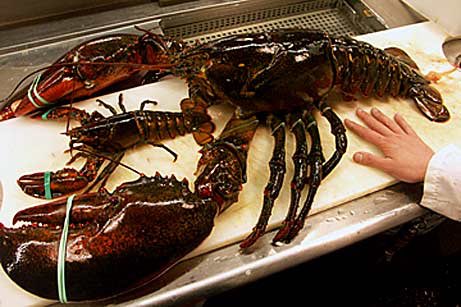 this Grade-A Big Boy is massive- 22 lbs, easily 50 years old. but it isn’t even as big as the largest lobster ever caught, in 1977- 44 lbs, estimated at 140 years old