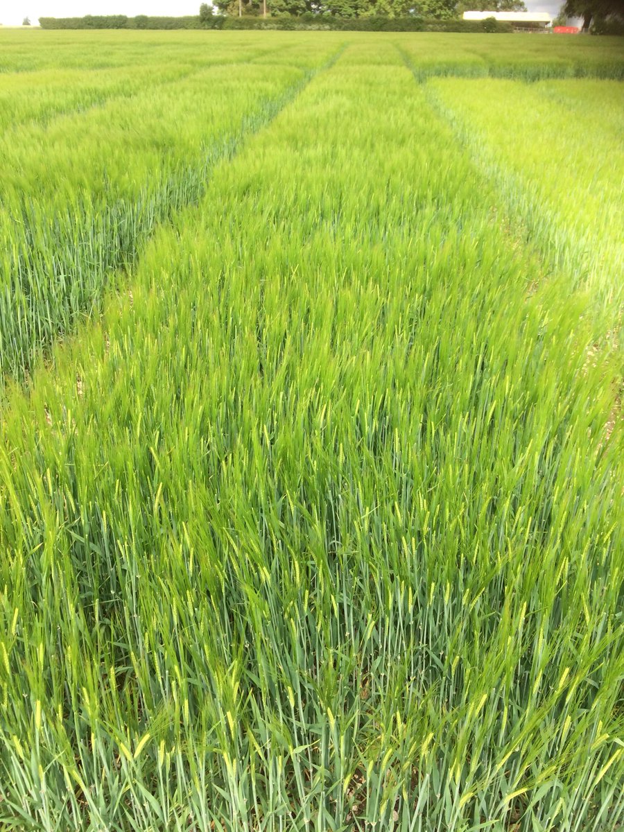 <a href="/AHDB_Cereals/">AHDB Cereals</a> funded <a href="/ADASGroup/">ADAS</a> N&amp;S spring barley trial looking good in North Yorks. Good N response.
