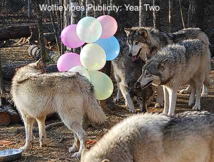 Today is our two year anniversary!! Here's a playlist of tracks from the amazing bands we were lucky enough to work with during our second year. Thanks for all the love and support!
open.spotify.com/user/wolfievib…