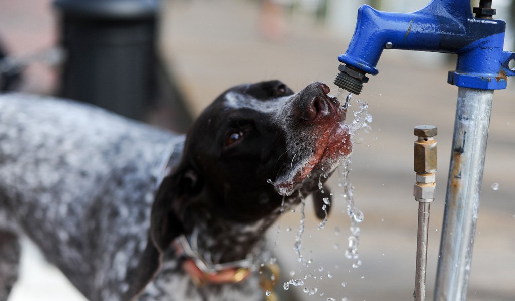 HWAC's tweet photo. Happy First Day of Summer! It's never too early to brush up on pet summer safety hacks. https://t.co/vMOkR3WH5I #NoCars #NoHotSidewalks #LotsaWater https://t.co/Jk1czZQagV