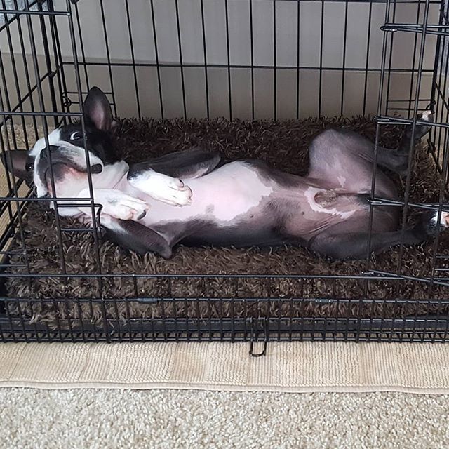 elguapotravels's tweet photo. Can a dog just get a little piece of quiet in his own crate? #midmorningnap #quiettime
.
.
.
#bostonterriersofinstagram #bostonterrierlove #bostonterrier #bostonterrierpuppy #bostonterriernation #bostonterriercult #bostonterrier_feature #bostonterrierforโฆ https://t.co/J5Ji1bH95k https://t.co/XzccPzsAL0