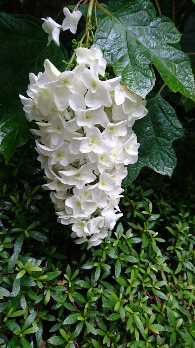 bsckogachan's tweet image. 本日もお稽古でした！
1つ1つしっかりと！！
伝えます！ご予約待ってますよ！

先日の東京の時、一人であの恵比寿ガーデンプレイス時計広場に行ってました！
なんかのイベントやってて全然雰囲気なかったです！😨
#タった #3like #紫陽花 #よく見るとテニラビ中でイヤホンしてる
#玉木宏さん好きでした