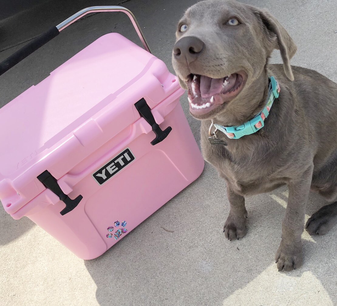BrittKiley12's tweet photo. Ready for a road trip! #Storm #Yeti #Silverlab #builtforthewild https://t.co/uiWqVS60MQ