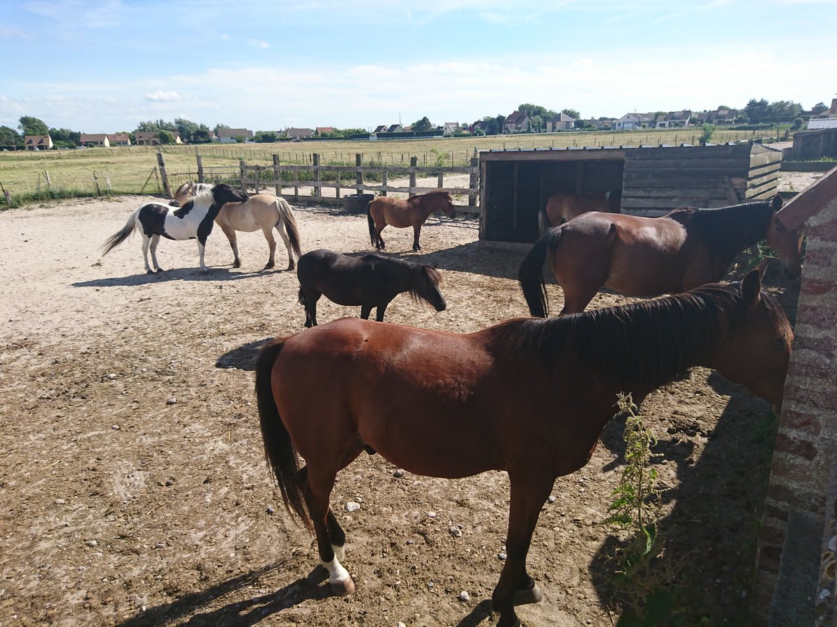 frenchtrip2018's tweet photo. Our friendly neighbours for the week. Some of the students have got really attached to them and they have now all got backstories and names. https://t.co/ImMBV3W8e0