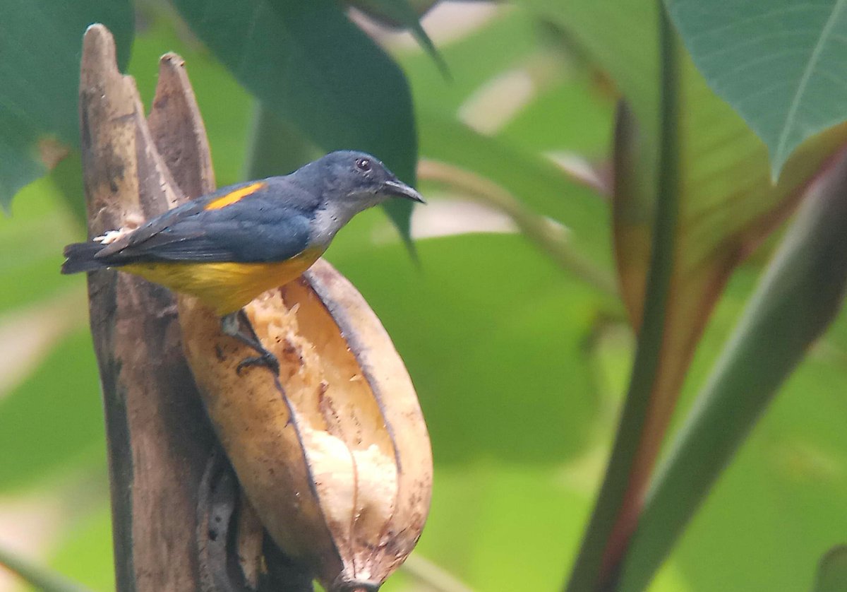 asmanraptor's tweet image. #phonescoped Orange-breasted Flowerpecker (java) indonesia

#kowaoptics #universaladapter #xiaomiphotographyindonesia #phonescoping