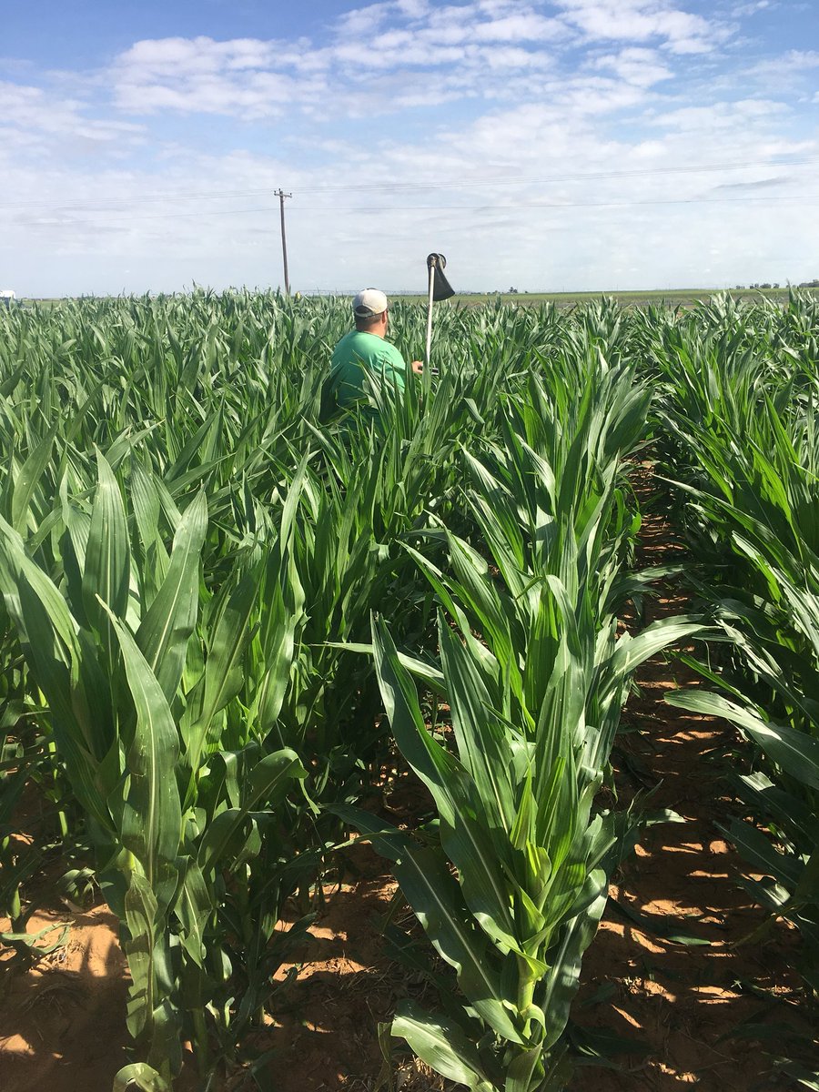 erinsim_ag's tweet photo. Simulating hail in Olton, Texas corn. We will be putting out various treatments to help over come the issues of those pesky summer hail storms. #answerplots #winfieldUnited https://t.co/8WGGIIEHn1