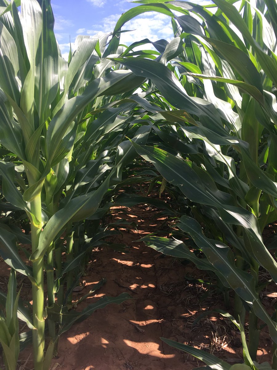 erinsim_ag's tweet photo. Simulating hail in Olton, Texas corn. We will be putting out various treatments to help over come the issues of those pesky summer hail storms. #answerplots #winfieldUnited https://t.co/8WGGIIEHn1