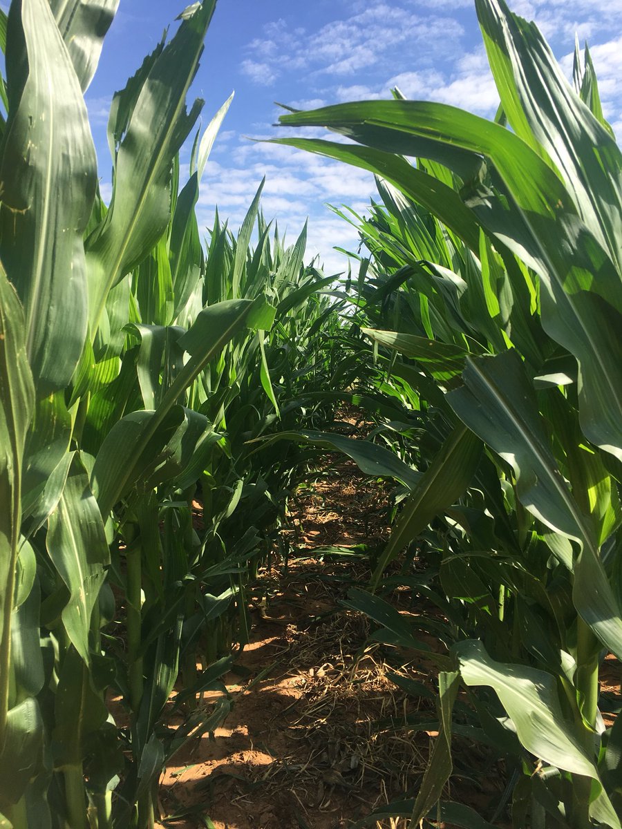 erinsim_ag's tweet photo. Simulating hail in Olton, Texas corn. We will be putting out various treatments to help over come the issues of those pesky summer hail storms. #answerplots #winfieldUnited https://t.co/8WGGIIEHn1