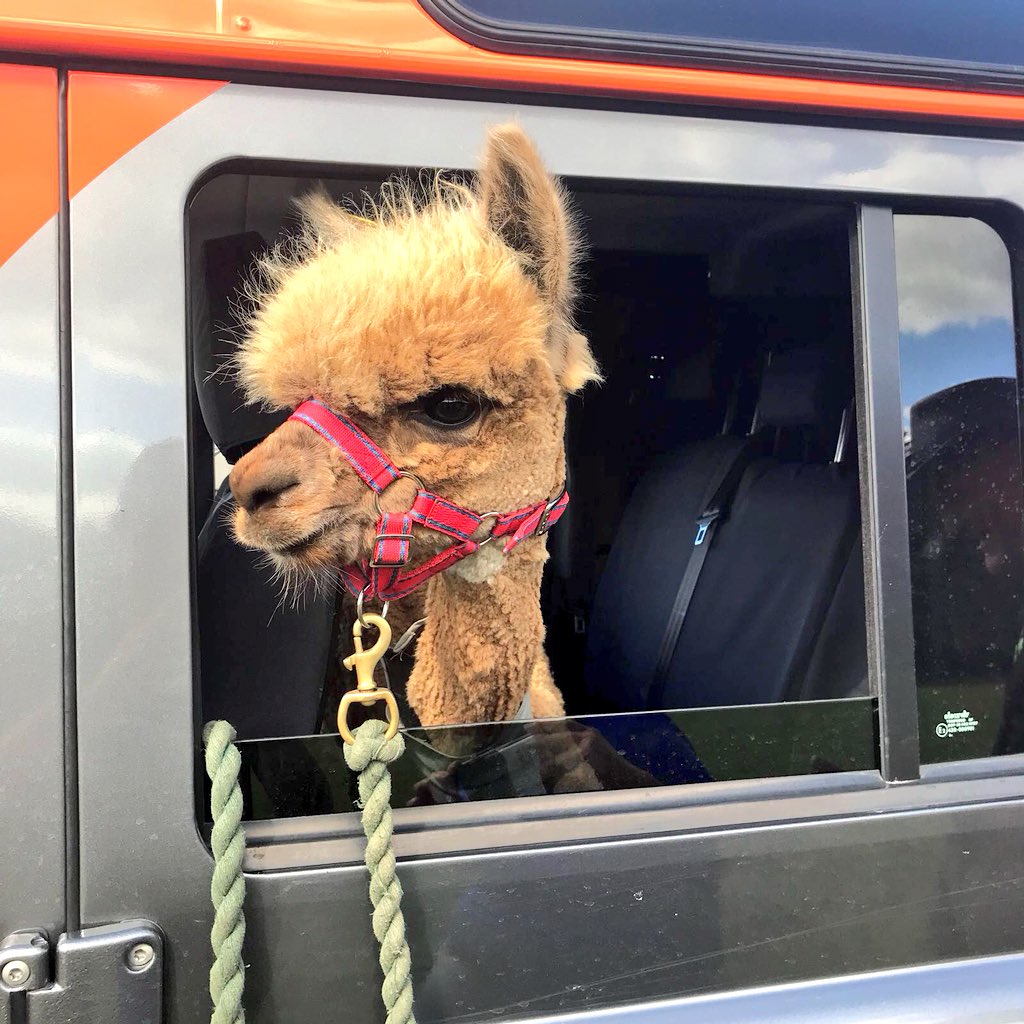 OrangeworksIE's tweet photo. Our fav photo from today! @K2Alpacas wanted to join the rest of the #Adventure #WicklowChallenge - Big thanks to Joe for supporting our event today! https://t.co/XtYIWVblCI