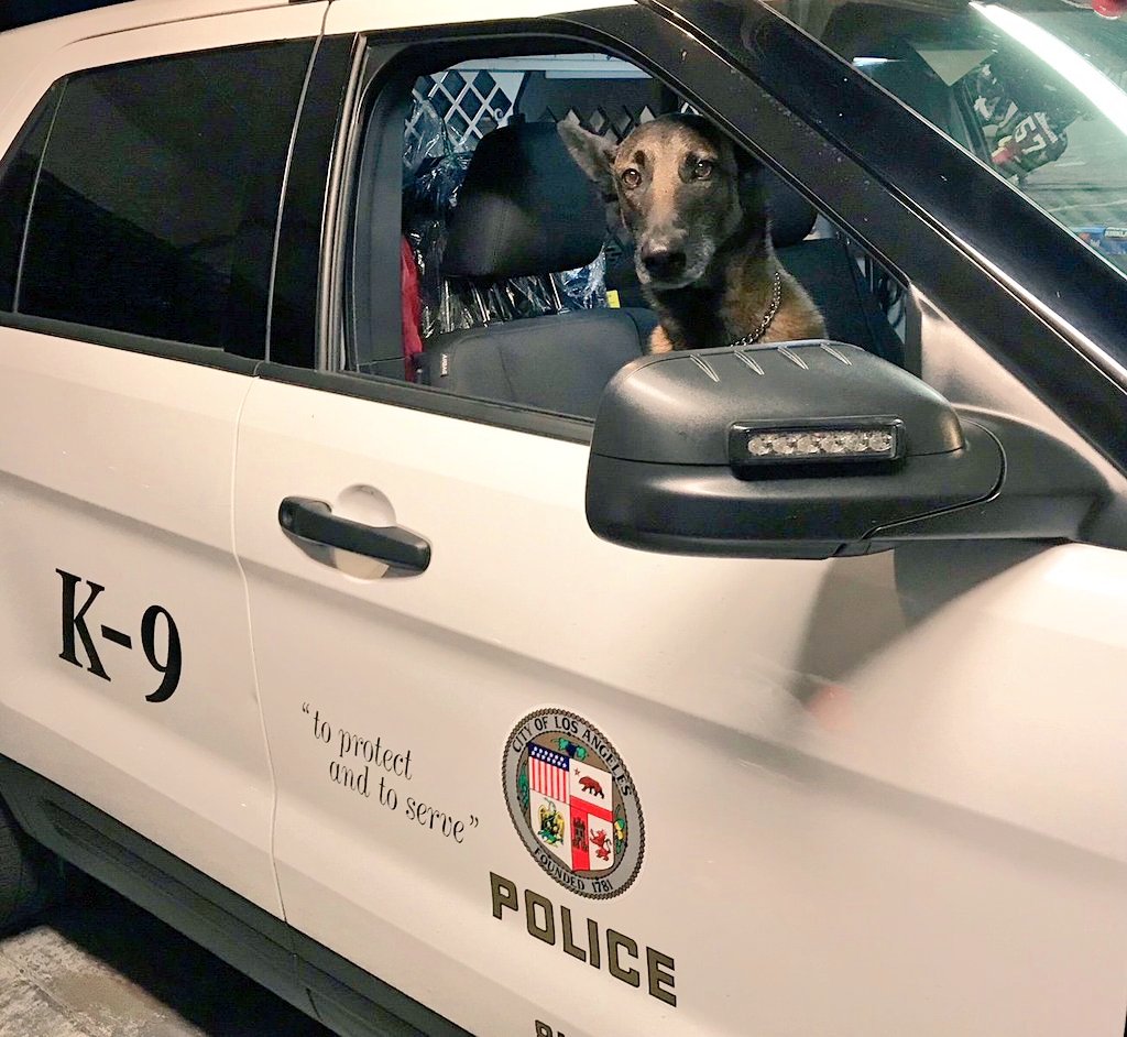 #K9OfTheDay 
#ThrowbackThursday 
@LAPDGND #K9Luc is always ready to work. In fact, he has been known to go in on his days off &amp; try to do 'ride alongs'..."Come on guys! Those bad guys aren't going to bite themselves!" 
🚨Follow: @LAPDGND &amp; <a href="/LAPD_GND_K9/">GND K9</a> 🚨
#BluePawsMatter