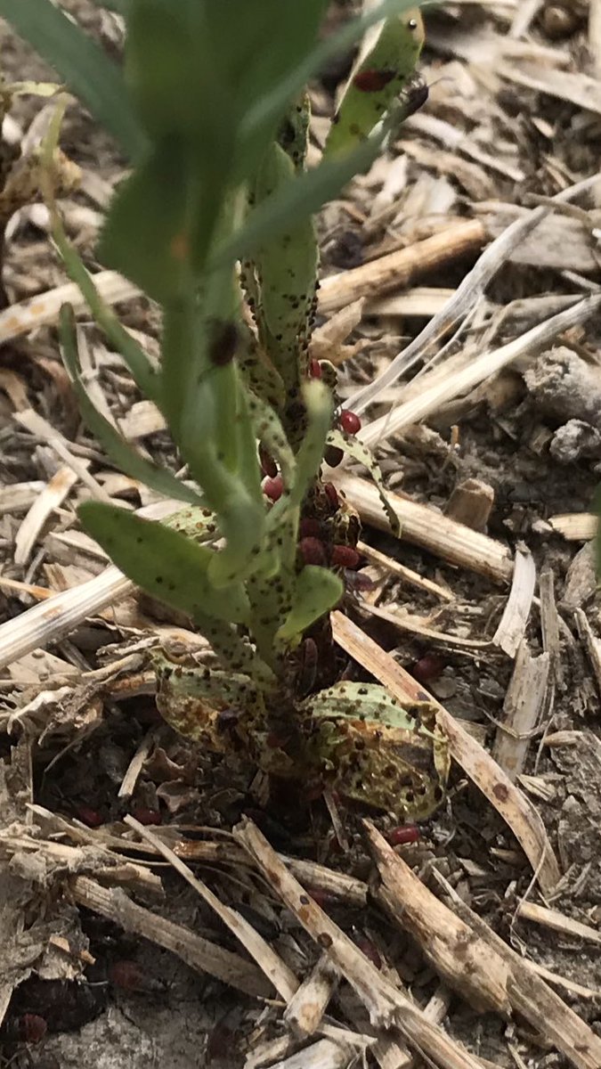 kendrawinny96's tweet photo. Mystery red bug makes a return in the Dinsmore, Sk area. Doing a number in this flax crop on lentil stubble #WestCdnAg #agbugchat #GMacsAgTeam #WUCAcademy @GMacsAgTeam @WinFieldCanada https://t.co/ojcdWHE8yk