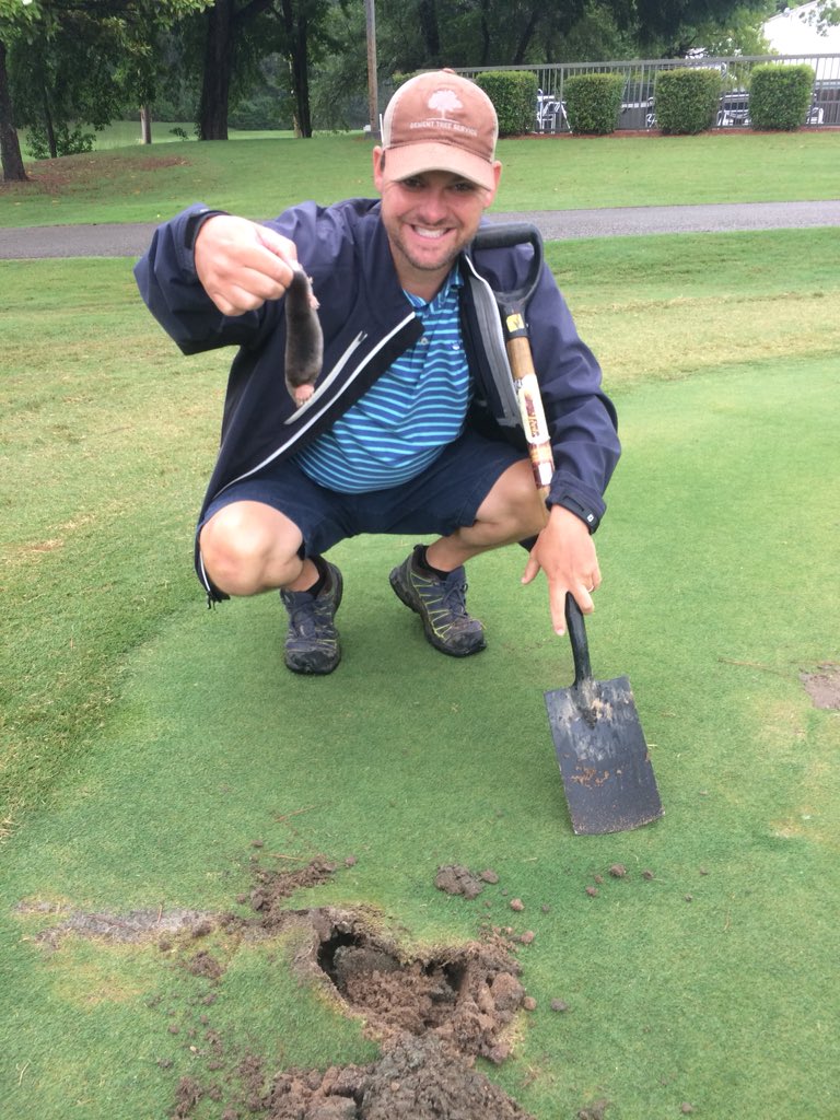 JacksonCC_GCM's tweet photo. The game of cat and mouse (or mole😂) has ended. No one messes with our greens and gets away with it. #MoleProblems https://t.co/CXGV2rMVpr
