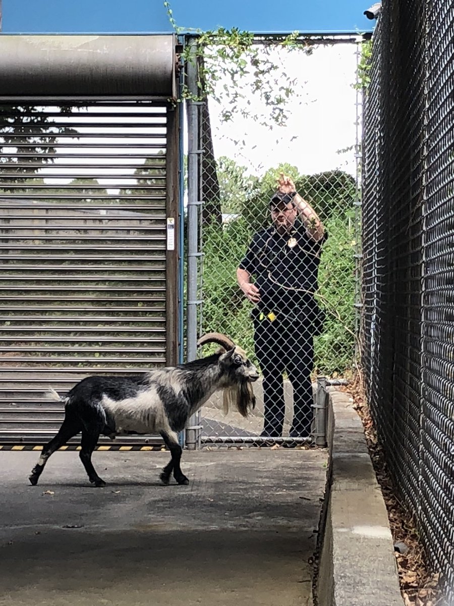 ChambleePDNews tweet media