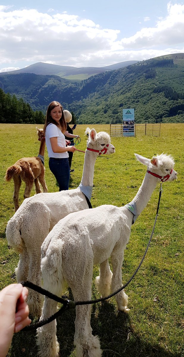 SarahMoroney22's tweet photo. Happy Thursday! ALPACA PUNCH! #druidssummer #druidsglen https://t.co/3ityt5S00Z