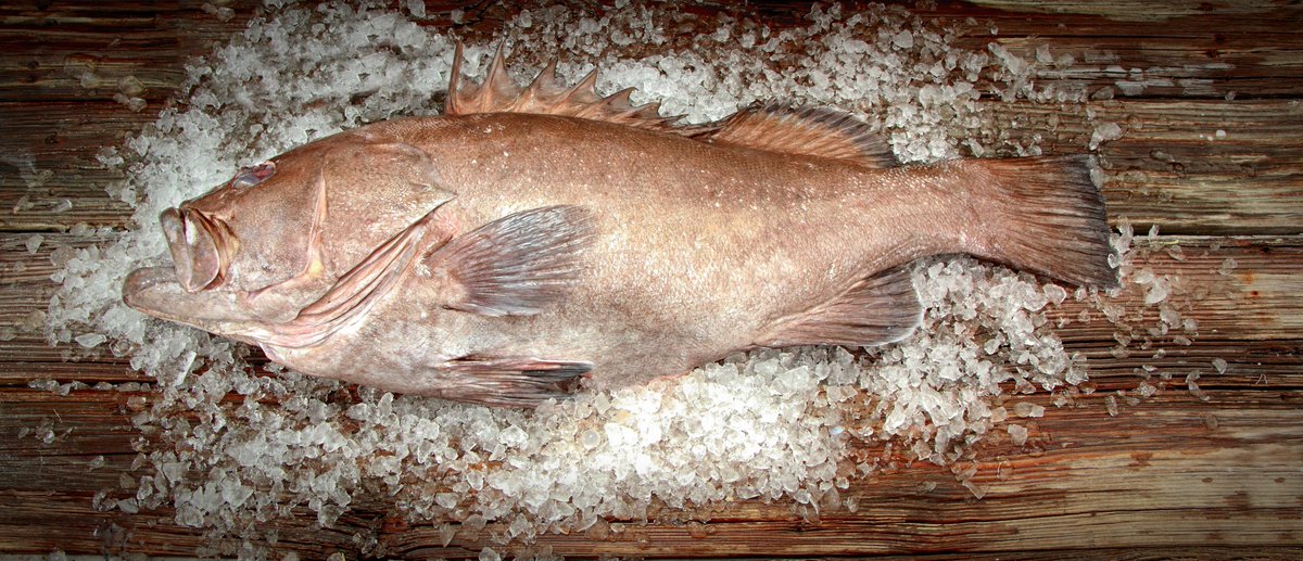 threehandsfish's tweet photo. Hello, THF Community! Today, we have Yellowtail, Mutton &amp; Mangrove Snappers, Black, Snowy &amp; Yellowedge Groupers, Mahi-Mahi and Golden Tile!

Stop by today to grab your Key West fresh fish! https://t.co/04hZMpp8oG