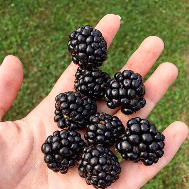 Nelson 151 tweet media