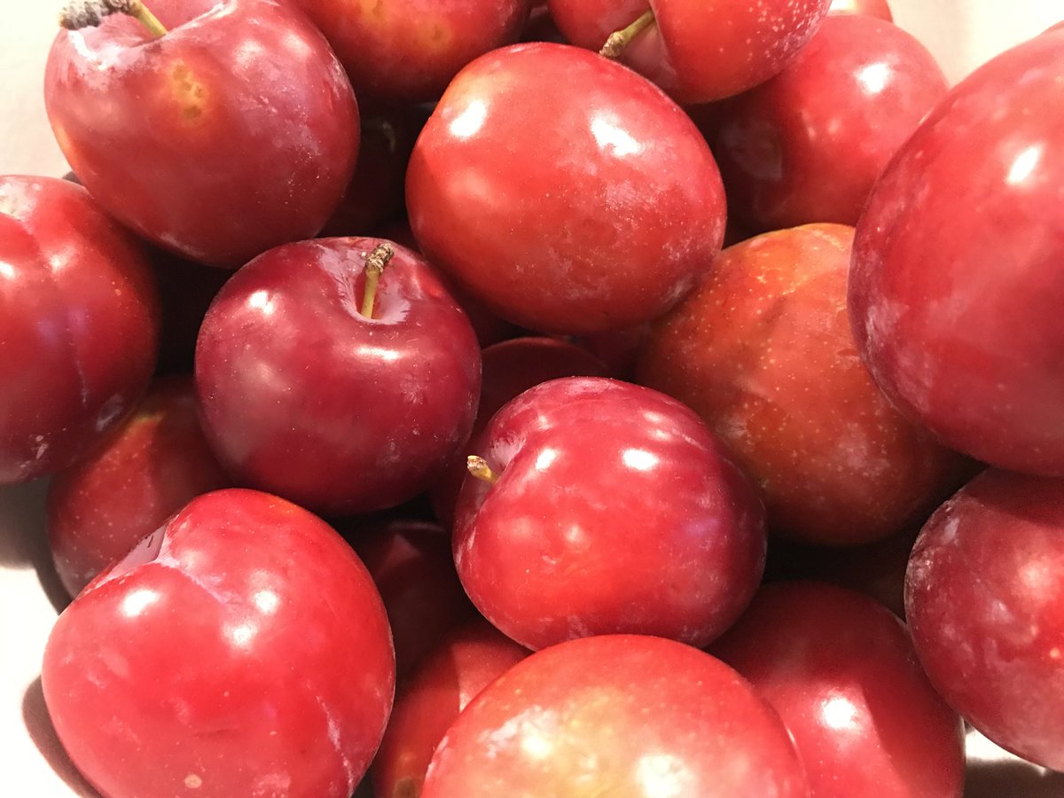 bonappetweet's tweet photo. Hands Down the best fruit in town! Check out our seasonal hand fruit from our local #FeaturedFarms throughout the cafeโs.
#FrogHollowFarms#FullBellyFarms https://t.co/SJhDdKJoUy