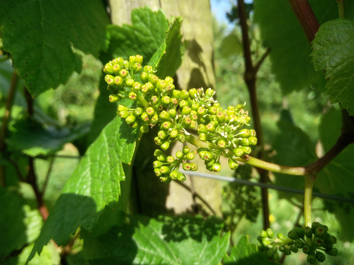 David Llewellyn tweet media