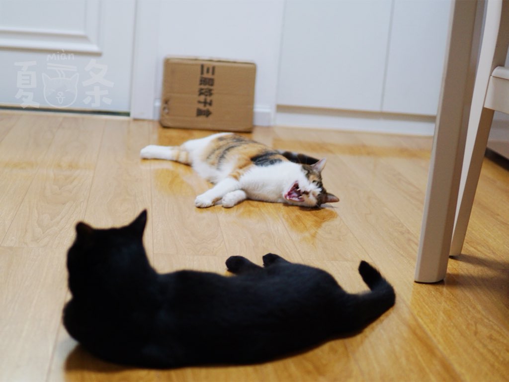 夏面条on Twitter 丧猫 夏面条https T Co Cfo3uevzrr Twitter