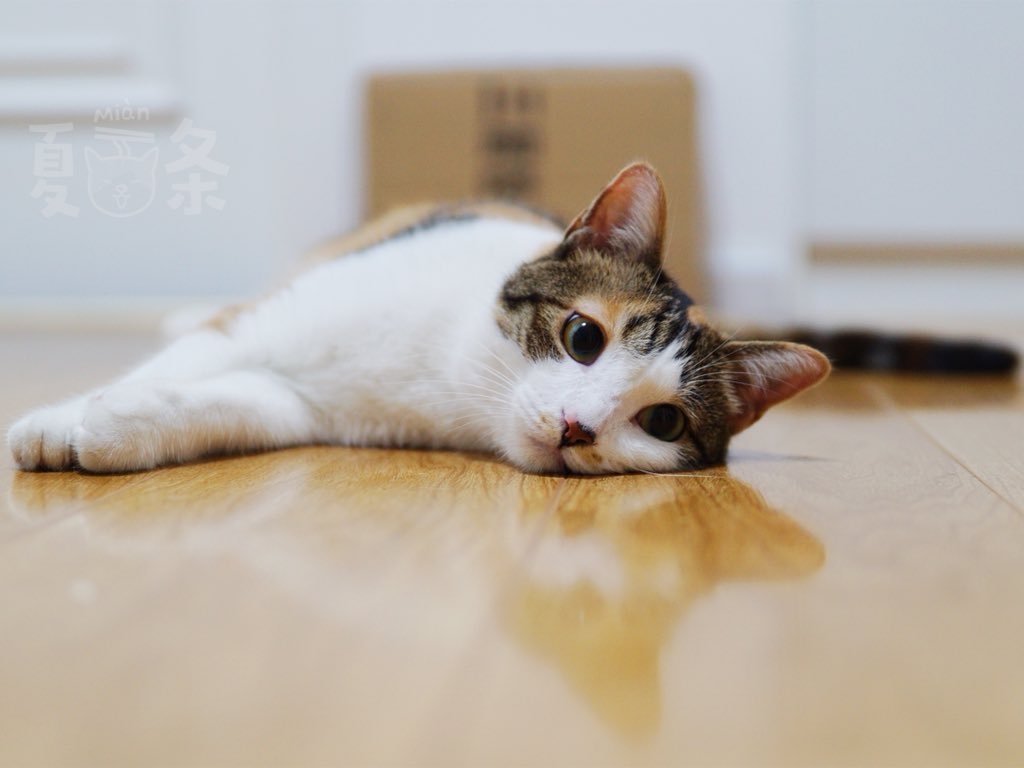 夏面条on Twitter 丧猫 夏面条https T Co Cfo3uevzrr Twitter