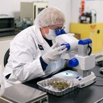 Image for the Tweet beginning: Colorado Offering marijuana  Research