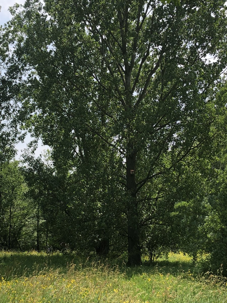 LittleReigate's tweet photo. We recently popped to Earlswood Lakes to follow the Bird Box trail. 23 bird boxes all painted by local artists hiding in the trees. A great way to get kids connected to nature! Do you know of any other trails in the area we should try? #ShowMeReigate #Surrey #outdoors https://t.co/AdOjZvrqw4