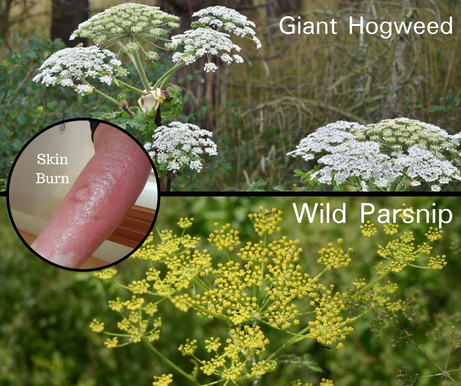 franklincoeng's tweet photo. As crews work outside, please be aware of these two phototoxic plants that have been seen in Ohio. The sap can make the skin so sensitive that burns occur from normal exposure to the sun. If exposed keep the area away from sunlight and contact a health care provider immediately. https://t.co/fJSez27h9h