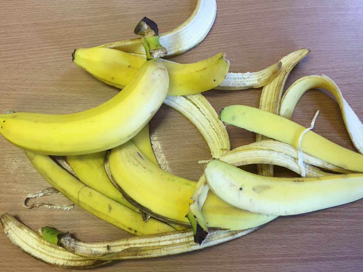 ElysiumTc's tweet photo. Two more days to go before first night &amp; #Krapp is getting through a lot of bananas. #Footfalls &amp; #KrappsLastTape @Assembly_Rooms_ #Durham this Sat &amp; Sun @dfoa18 @EmptyShop @North_LightsNE @ThisisDurham @NETheatreGuide @NETheatre https://t.co/65wWfpvUPD