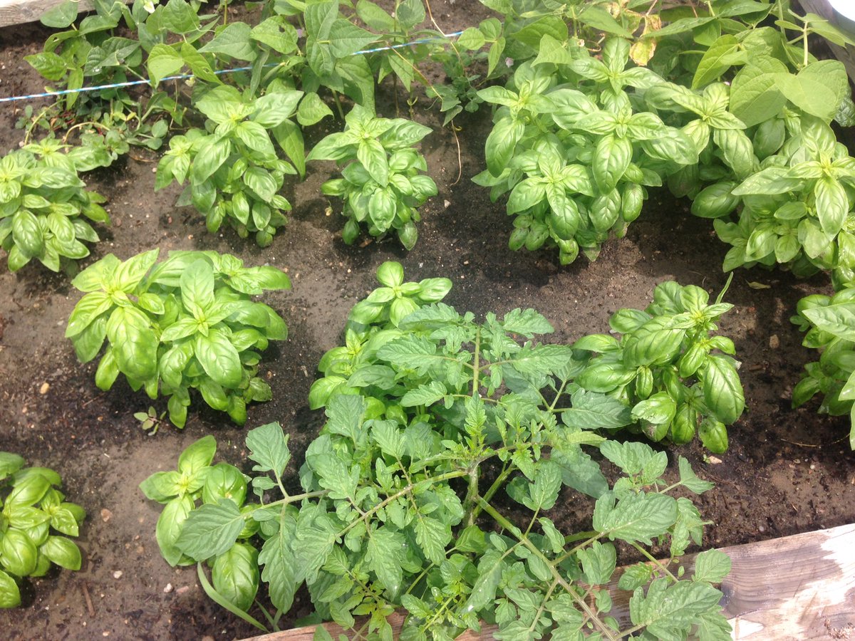 cobrasLS's tweet photo. Basil tasting today @accesscounty @KPSgarden https://t.co/vYWCHocTZ2