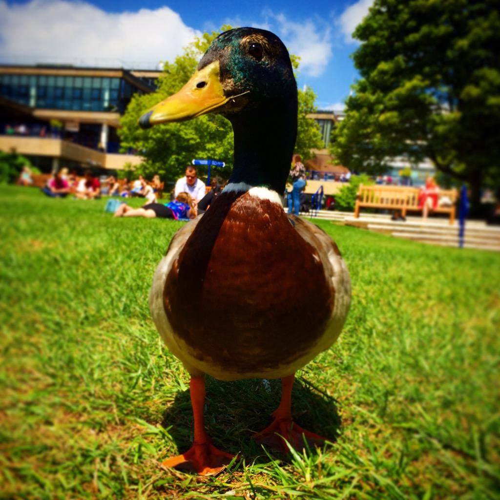 As it’s #SelfieDay, we thought we’d share the closest thing we’ve got to a selfie from one of our campus ducks. 📷🦆 (via @RobinWickensPhD)