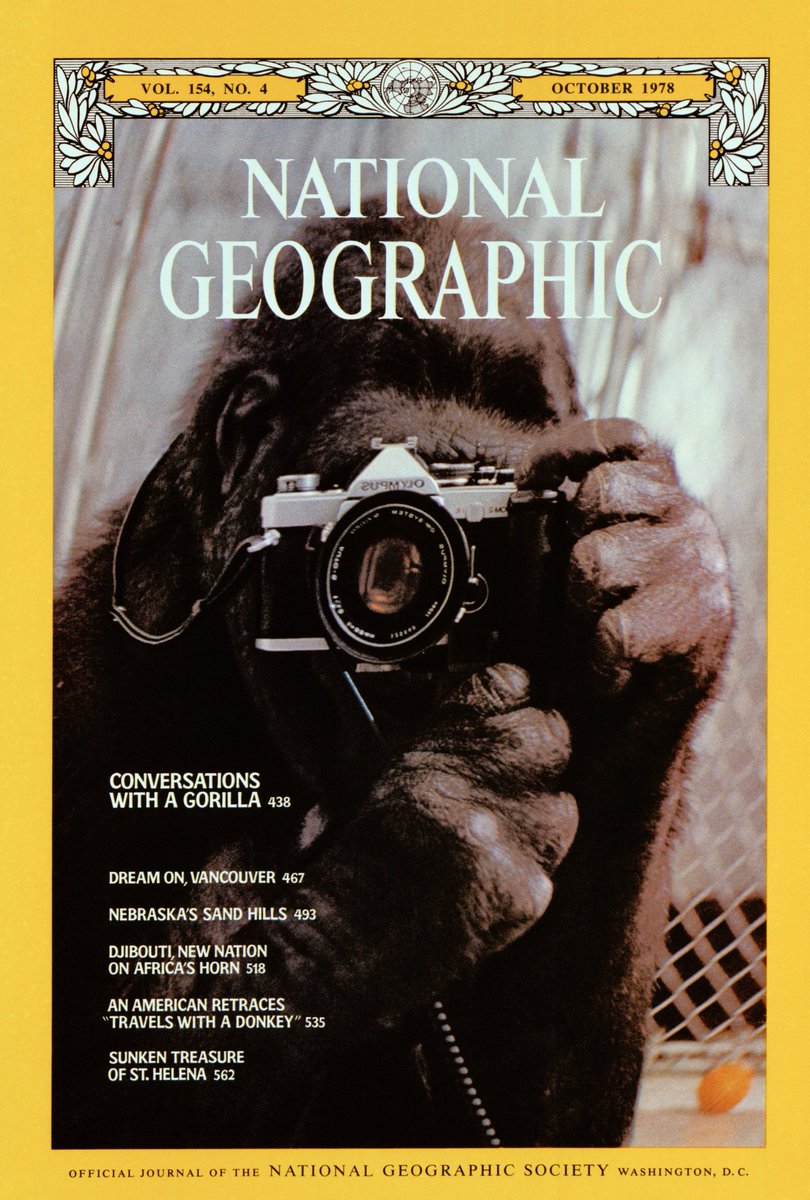 NatGeoAnimals's tweet image. Photo by Ronald Cohn // Koko takes a self-portrait with a camera, an image that ran in @natgeo magazine in 1978. Koko the gorilla, an ambassador for her species famous for learning sign language, has died at the age of 46.