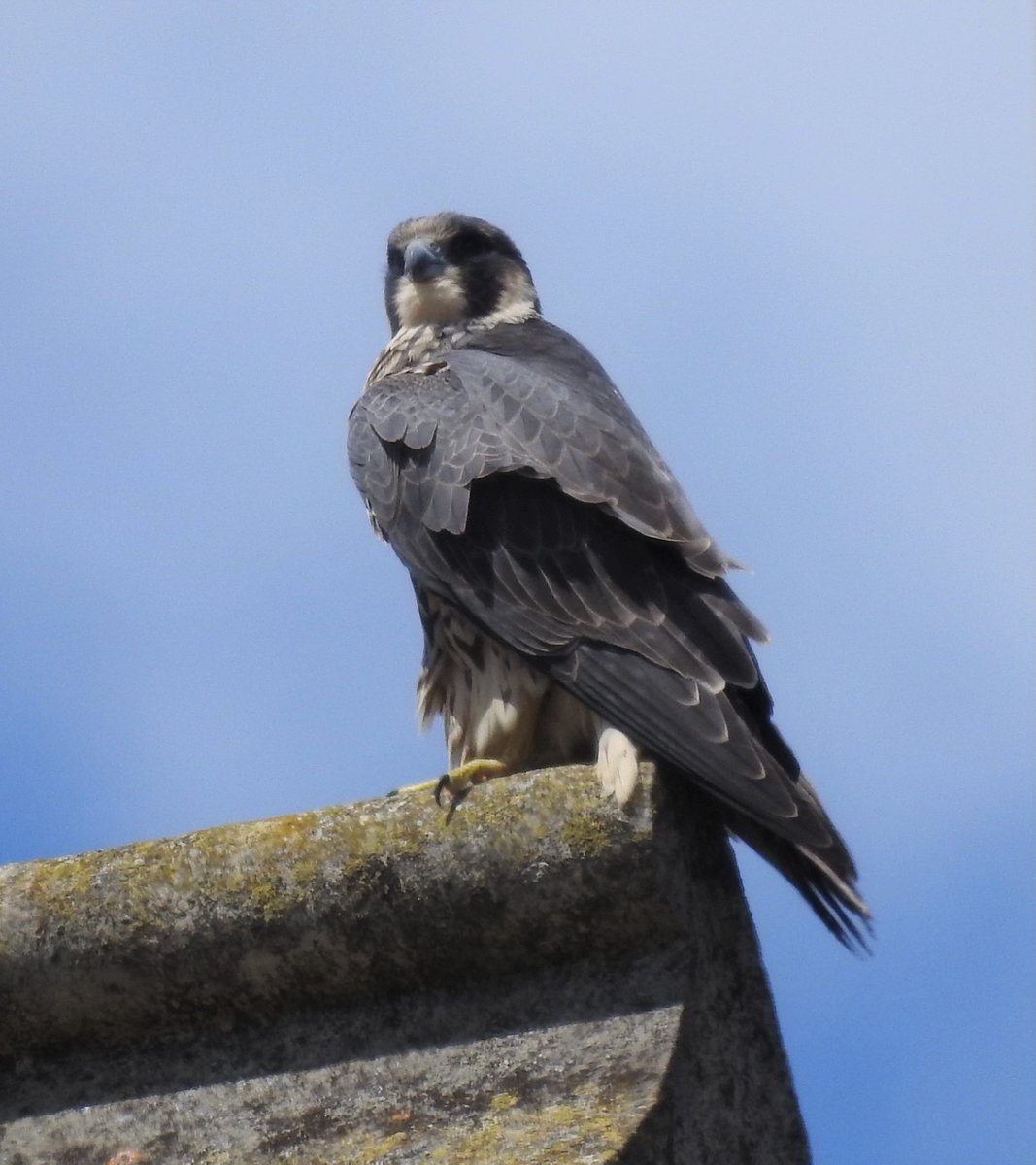 js_dav's tweet image. Both parents and one of the youngsters seen today @camperegrines
