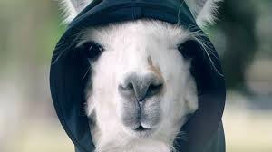 Swagalama's tweet photo. Its 3am, you're on your way home and you see this guy behind you. what do you do? https://t.co/wrnAjnPaMG