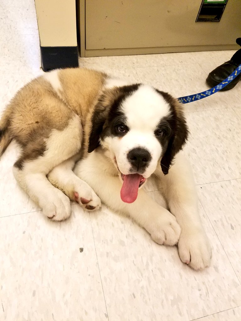 Officer Donut and Clarence are  welcome in the Superintendent's office any time!! Thanks to our GPD for this incredible program to provide support to children &amp; adults in times of trauma &amp; stress!! #gpsk12ma #socialemotional #k9therapy