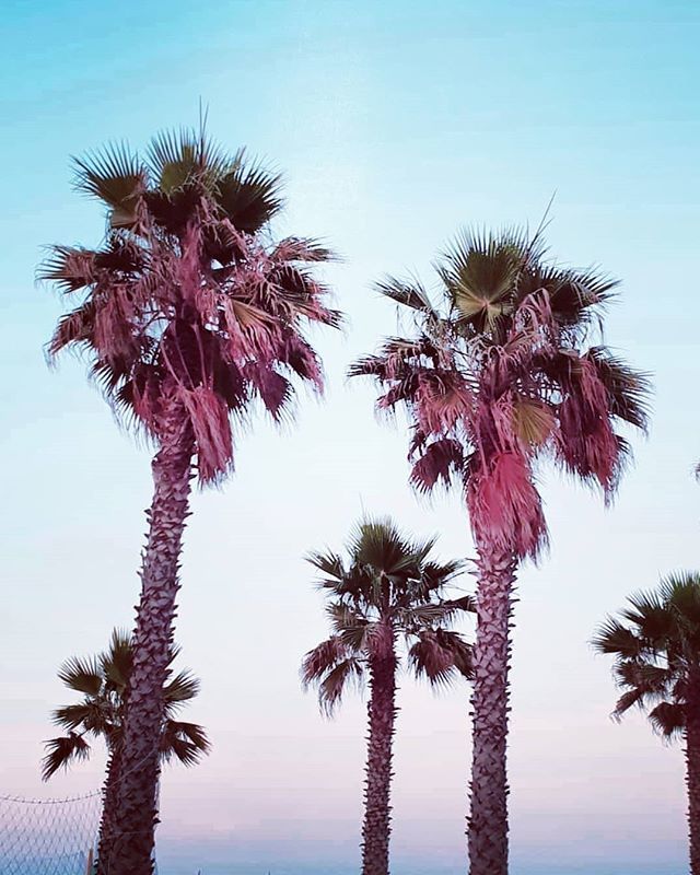 simonevaloriSV's tweet photo. SUNSET SUMMER 🦄
.
.
.
.
.
.
.
.
.
.
.
.
.
.
#instagram #likeforlikes #following #likeforfollow #instagoods #instafollowers #style #photooftheday #photooftheweek #photograpy #inspiration #quotes #color #more #palms #sunset #summer #colorfull #dinnert… https://t.co/ydciCSJl10 https://t.co/dvucUjggRP