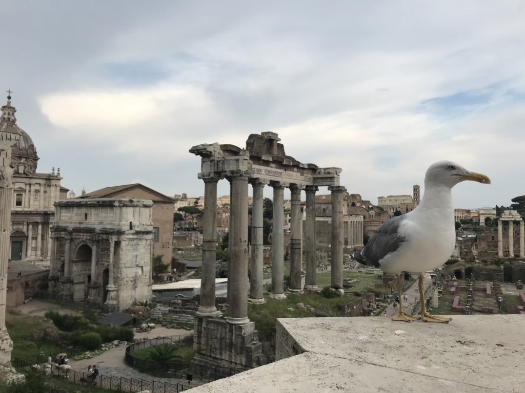 a_swizzler's tweet photo. Spotted: actual real life culture vulture https://t.co/WBY0EaJYg8