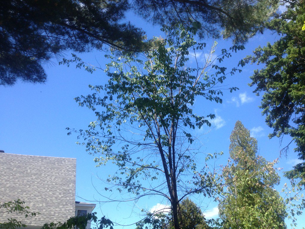 RisingSign's tweet photo. #GeoEngineering Is killing our trees in Quebec, Canada. Aluminum strangles the roots. https://t.co/0XzFYjoQJH