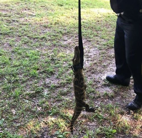 wsfa12news's tweet image. South Alabama police department apprehends baby gator &amp;gt;&amp;gt; buff.ly/2Mbl1UY