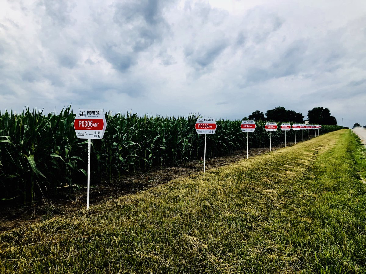 3g_seed's tweet photo. Plots are starting to tassel!
@PioneerKansas @corteva https://t.co/cewNbVItoU