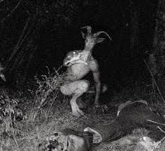 you’re out for a walk and this guy pops out in front of you - what would you do?