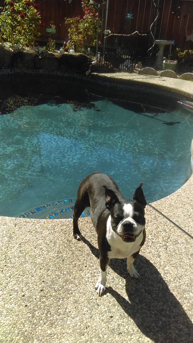 #howilistentoRVR #Marlee #dogsrocktoo