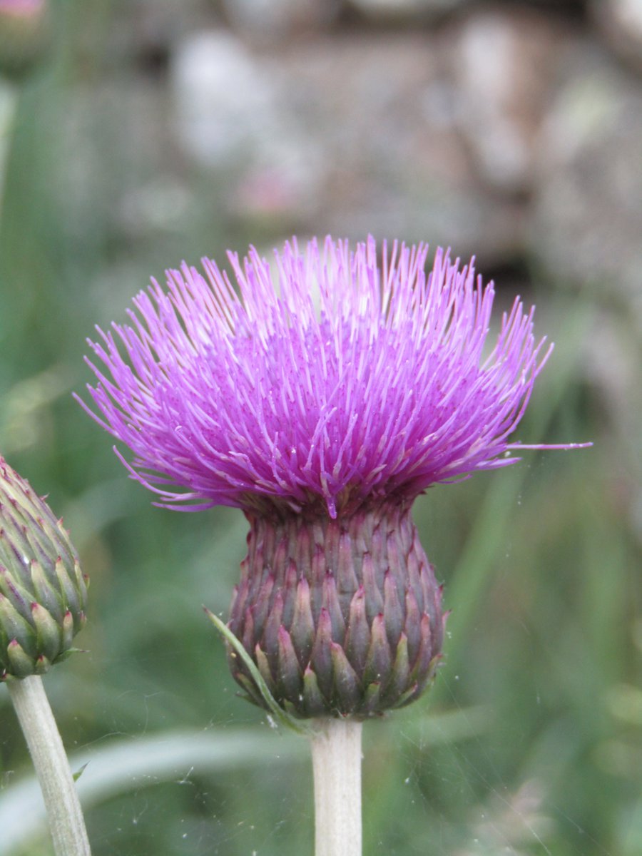 Melancholy Thistle flowering in #dumfriesgalloway (no prickles)
