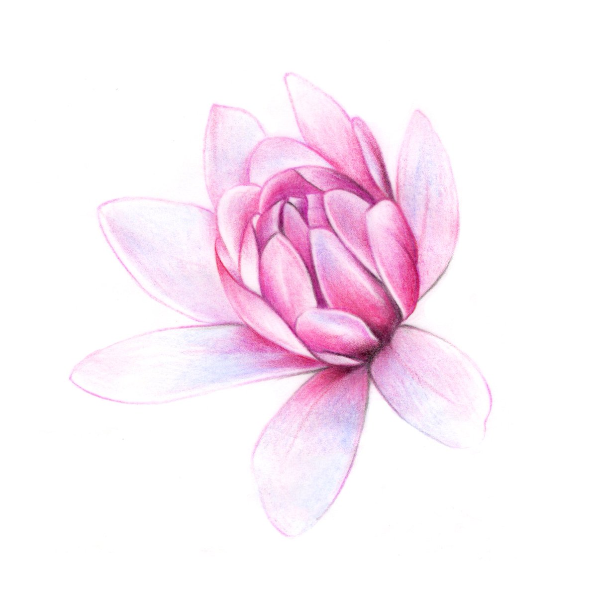 jenniferusa's tweet photo. A closer look at the Magnolia flowers, illustrated by Jess Chen and featured on our "JENNIFER by Jess Chen" Hoodie and Sweatpant. // Available now at https://t.co/ivEk5bwoZU #jenniferusabyjesschen https://t.co/8nhWrINL87