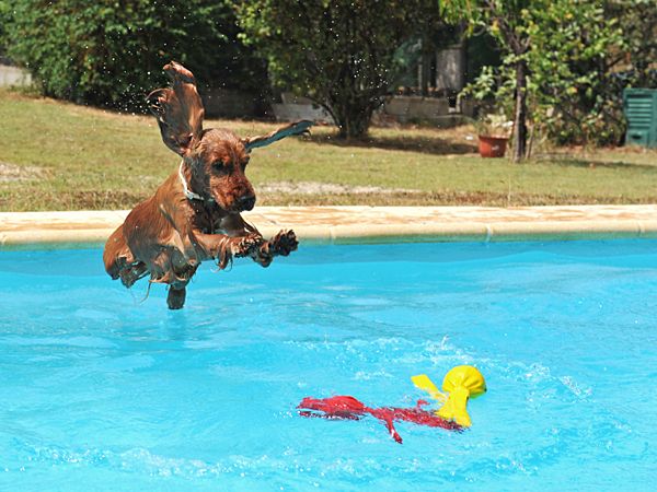 updogbox's tweet photo. It’s the first day of Summer! #BecauseDogsRule https://t.co/z7DJtAR4ux