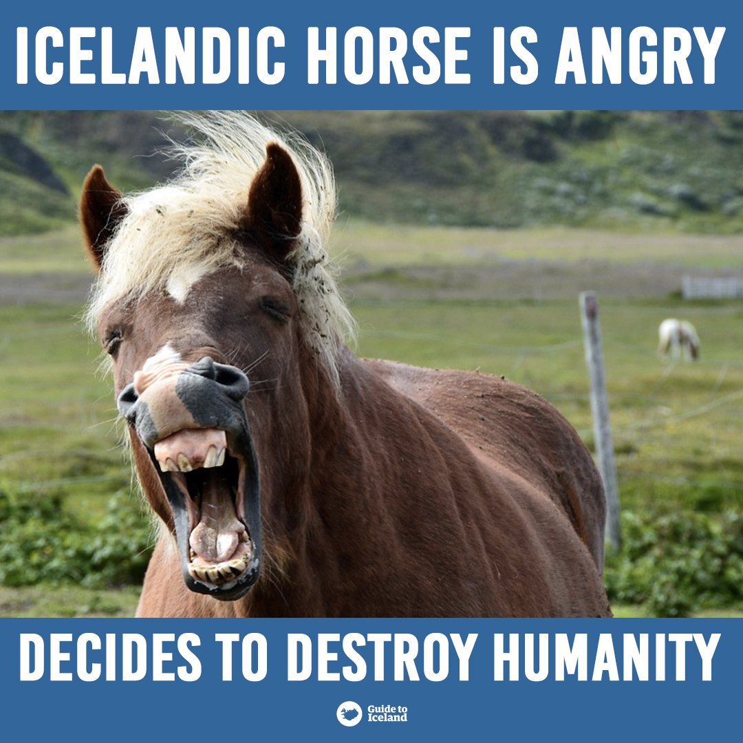If you fancy booking a horse riding tour during your time in Iceland, make  sure to follow here: https://t.co/9zCV9ZSbRU #Iceland #IcelandicHorse #Meme  #Wildlife #VisitIceland #GuidetoIceland #Humour #Funny #IcelandMeme