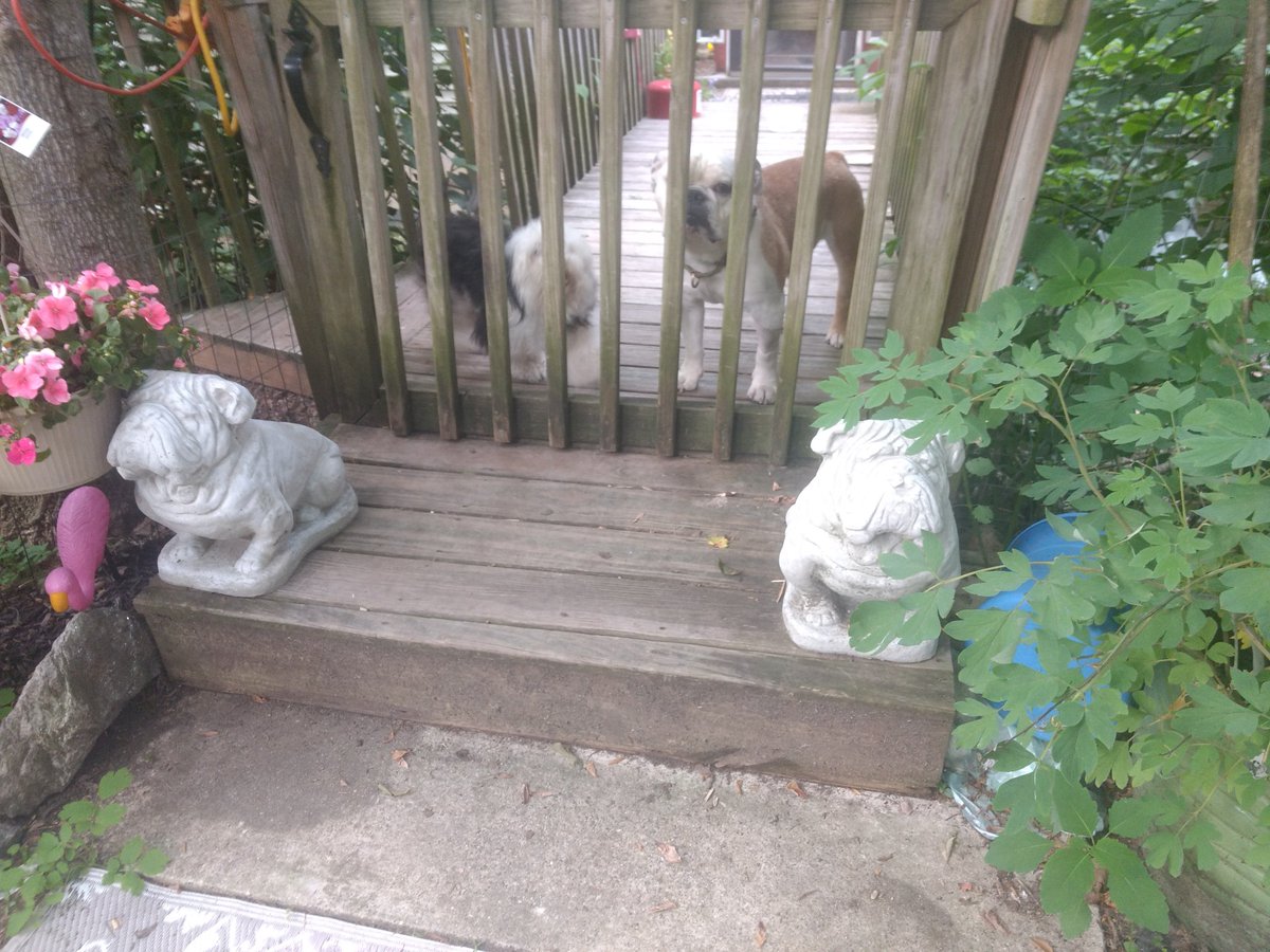 NemoWrinklesV's tweet photo. Willie Nelson says Mom loves us both the same but I don't see any statues of him anywhere... #Nemowrinkles #Nemostrong #bulldogs #dogsoftwitter #dogsofinstagram #dogs #doglovers #LymeDisease #Lyme #KidneyDisease #chronicillness #lymenephritis #Gofundme https://t.co/4Vw6Ksr3bq