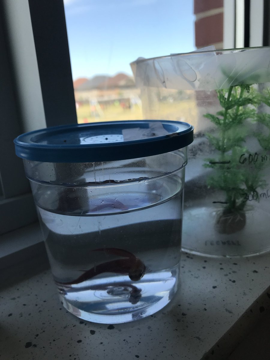 legaspi_leslie's tweet photo. #7E Meet Brad the beta, Gary the snail’s new friend. #miniecosystem #handsonlearning #studentengagement #interactionswiththeenvironment @BerylFordPS https://t.co/rJsw0XDsGi