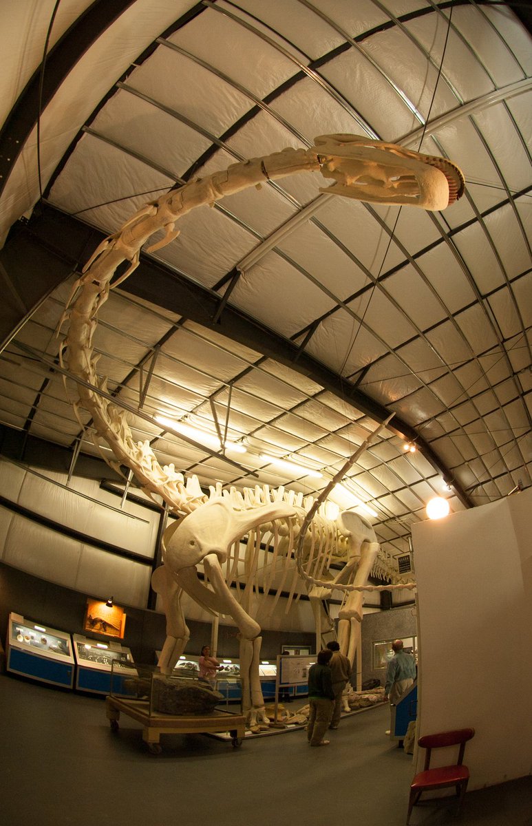 With 14 different stops, Montana's Dinosaur Trail takes you back in time where you can roam with prehistoric giants in the #LastBestPlace. bit.ly/MTDinos